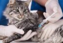 Вакцинация кошек на дому